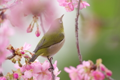 春が近づく