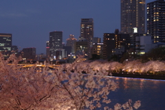 天満の夜桜