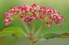 あじさい開花