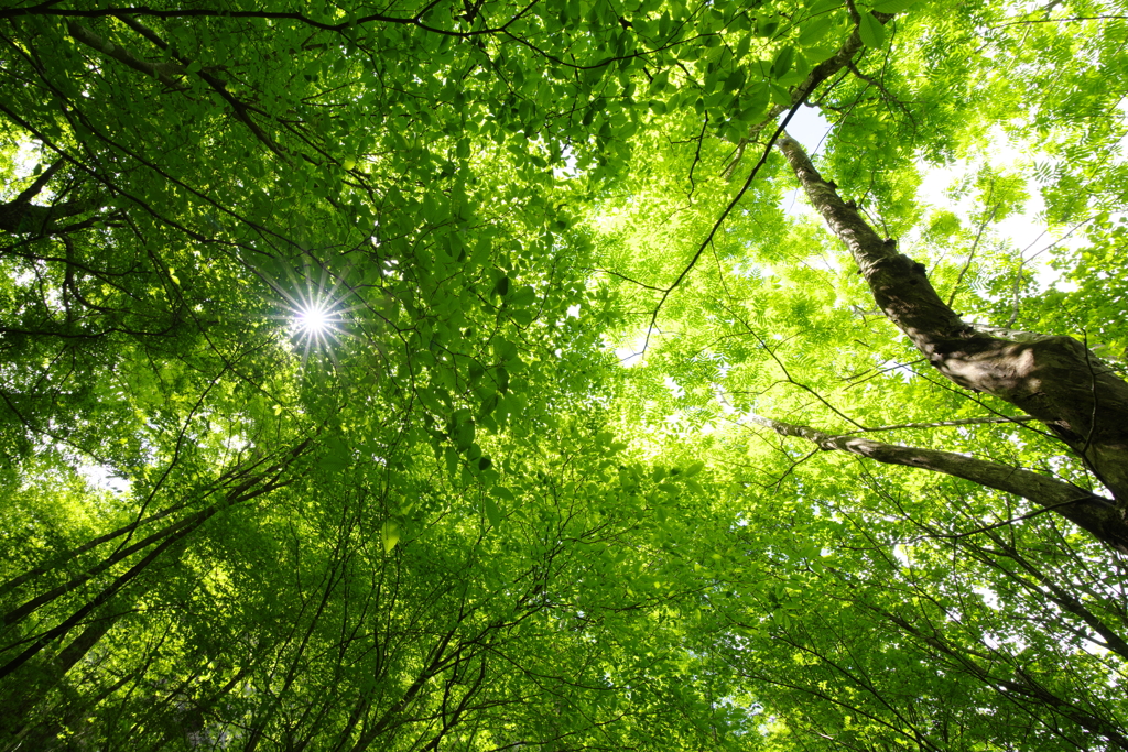 GREENシャワー