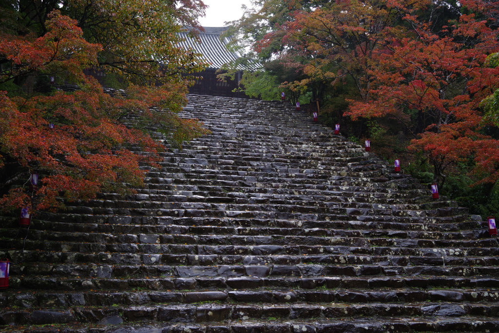 雨と紅葉