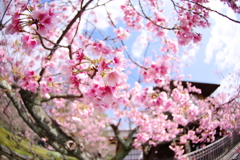 春色に遊ぶ
