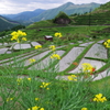 田植え待つ、丸山千枚田