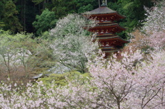 長谷寺の桜　Ⅱ