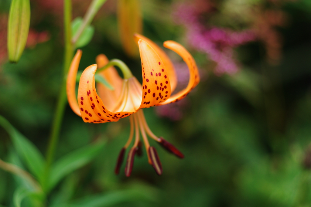 伊吹山のオニユリ　伊吹山　8月の花