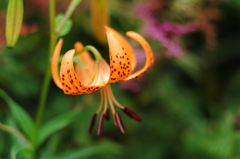 伊吹山のオニユリ　伊吹山　8月の花