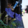 朝顔が似合う町