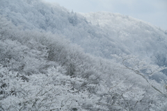 霧氷の白い花咲く森 　 /　　 青と白の劇場　2022Ⅲ