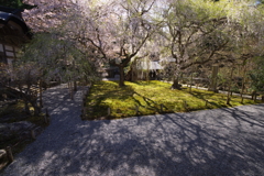 九重しだれ桜