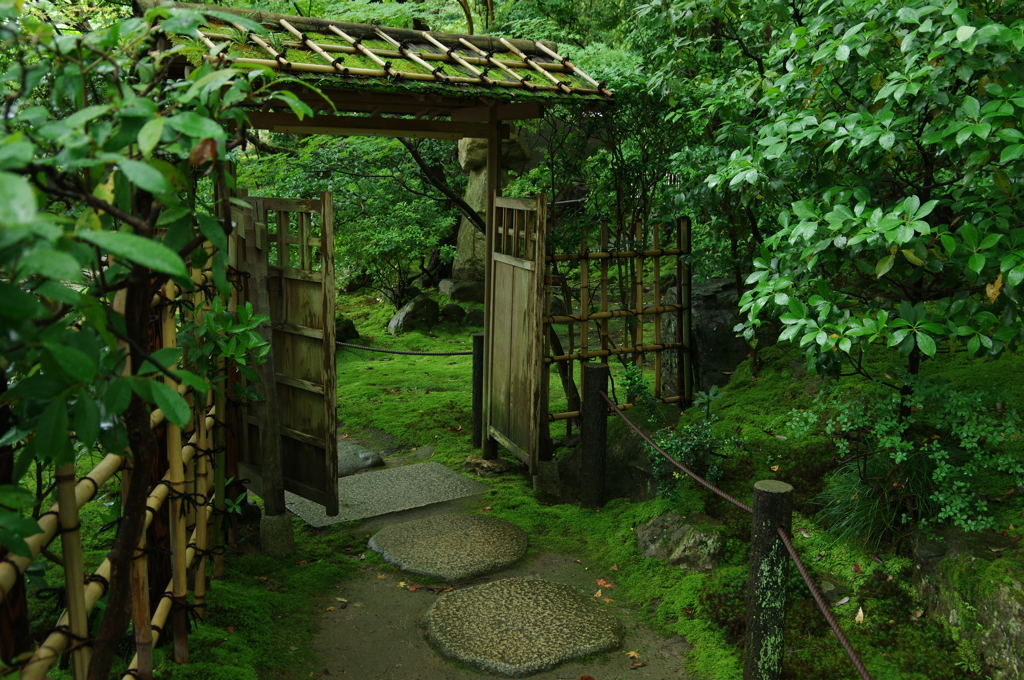緑が沁みる