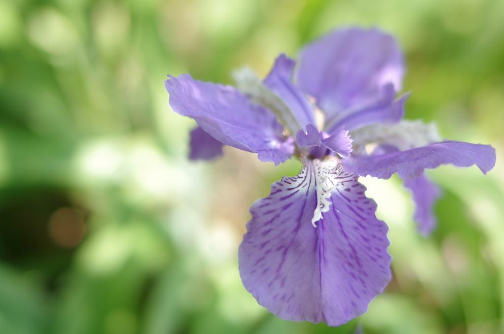 「一初」といふ花　３　