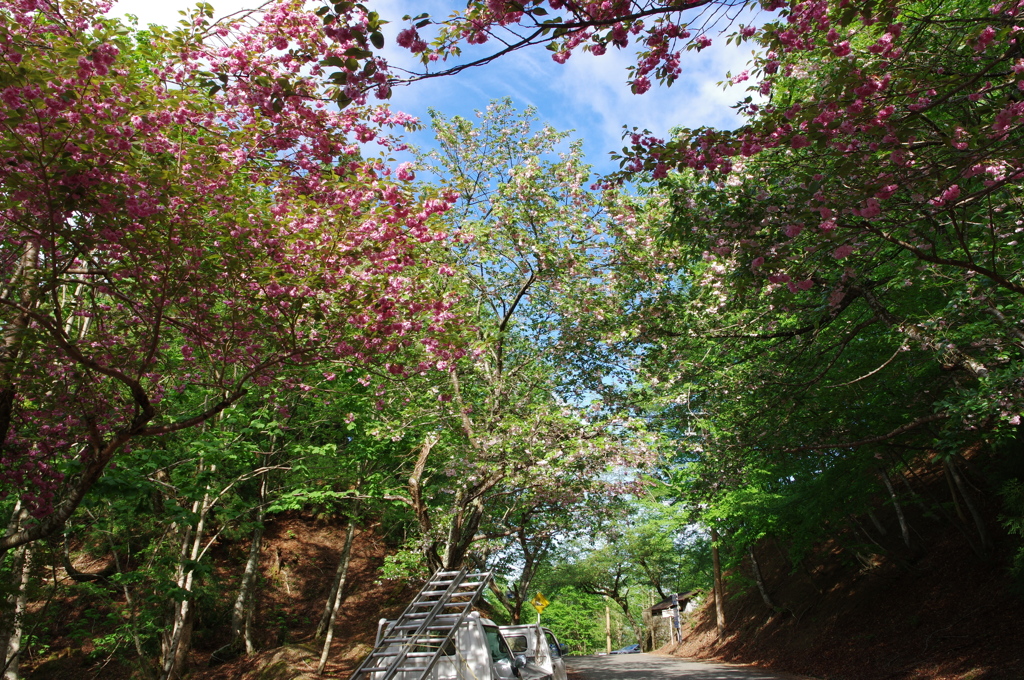 八重桜の峠
