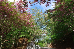 八重桜の峠