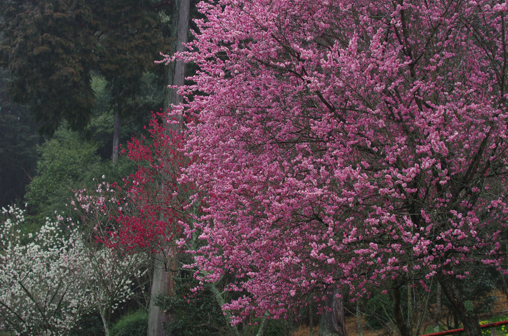 石山寺　第3梅園