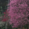 石山寺　第3梅園