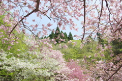 関西の桜、フィナーレ 2　/ My favorite place