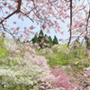 関西の桜、フィナーレ 2　/ My favorite place