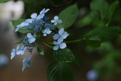 梅雨の水色