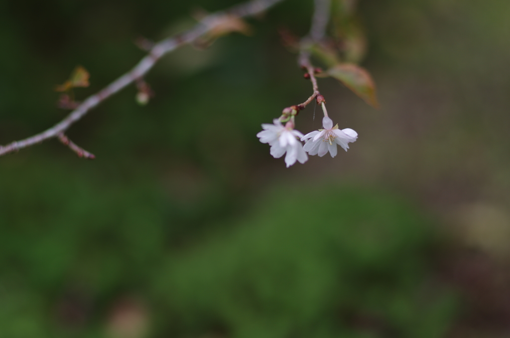 桜、咲く