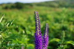 伊吹山の花②