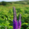 伊吹山の花②