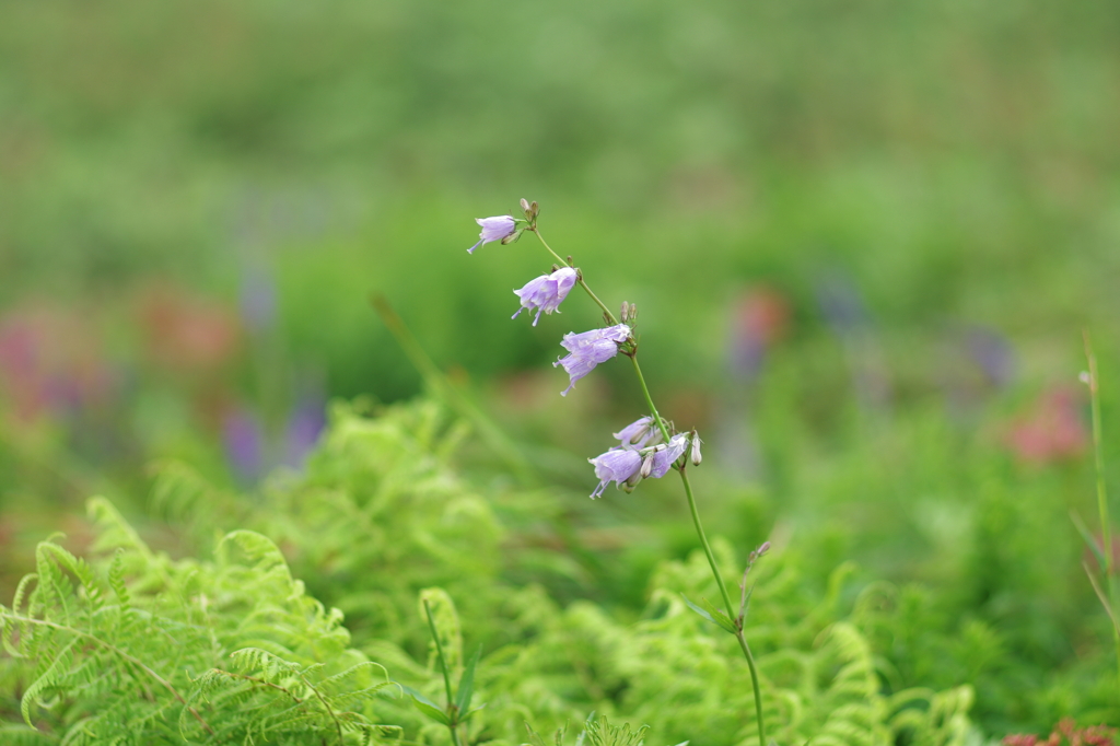 伊吹山　8月の花
