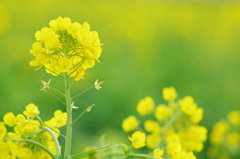菜の花