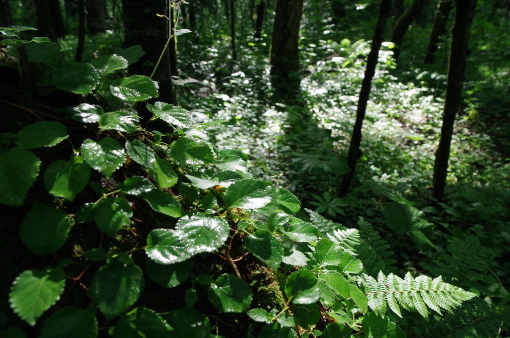 雫と光の森