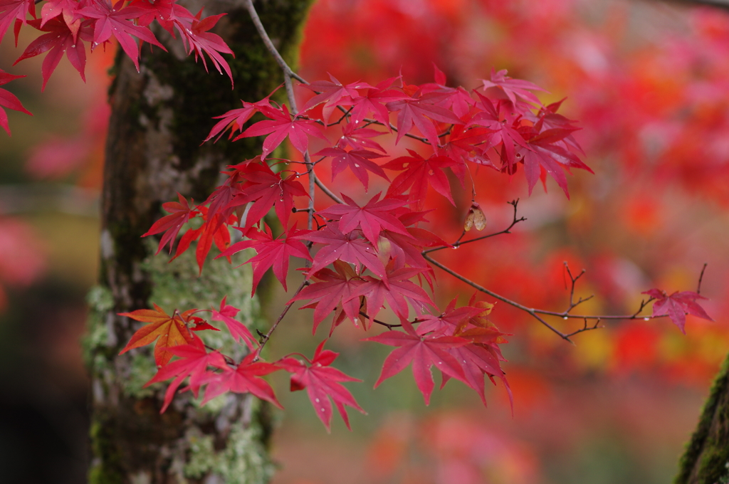 紅化粧