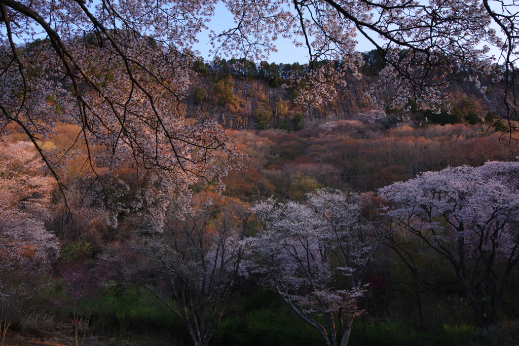 夜明けの山桜