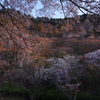 夜明けの山桜