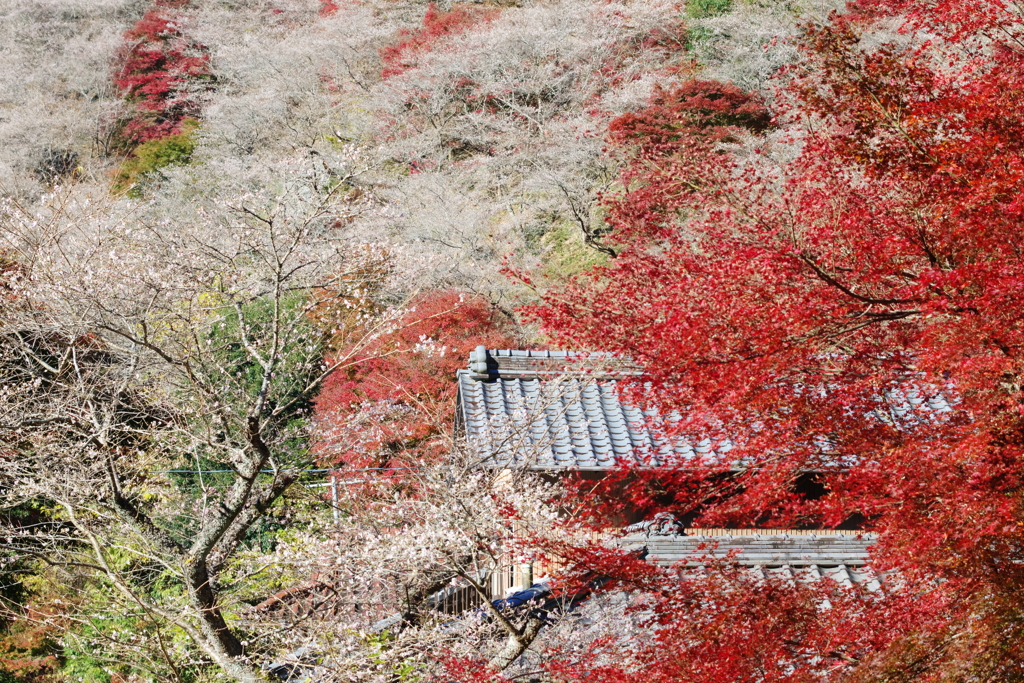 里の四季桜