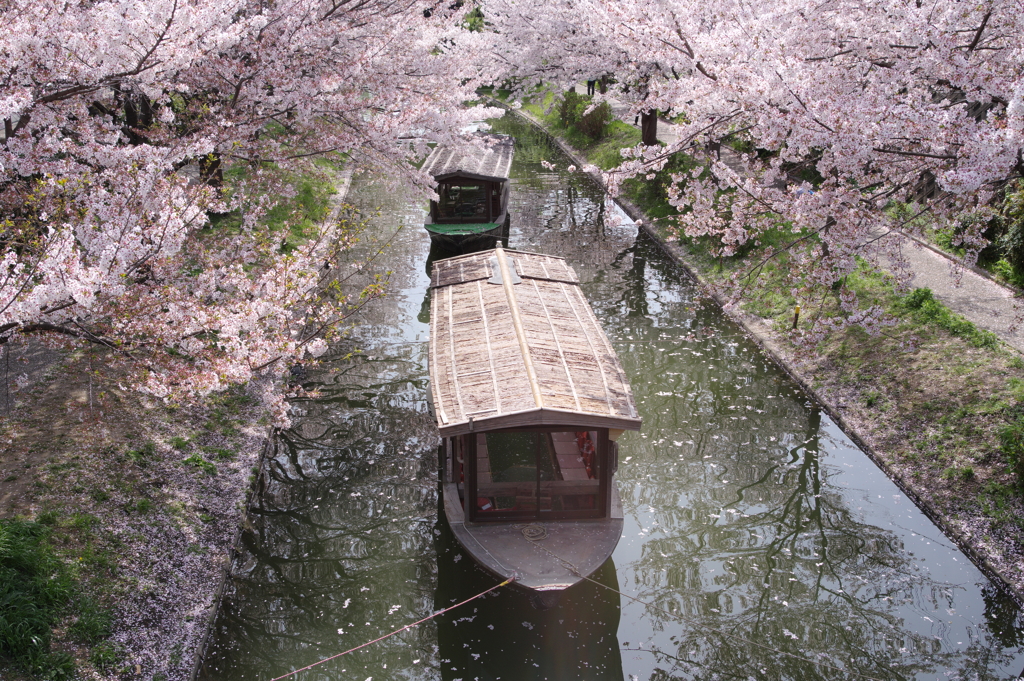 桜風景