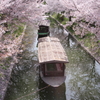 桜風景