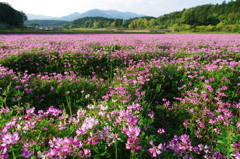 比良山麓のレンゲ畑①