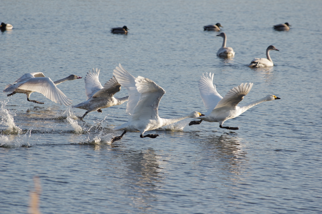 親子の離陸　Ⅰ