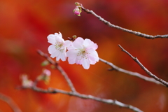 紅葉と不断桜