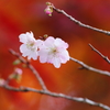紅葉と不断桜