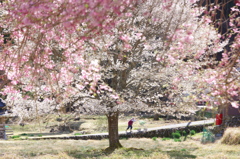 ふるさと桜