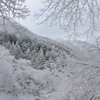 ようこそ、氷雪の森へ