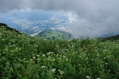 伊吹山のお花畑　9月初旬