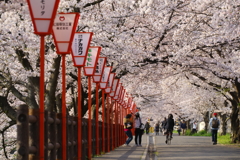 千本桜の町