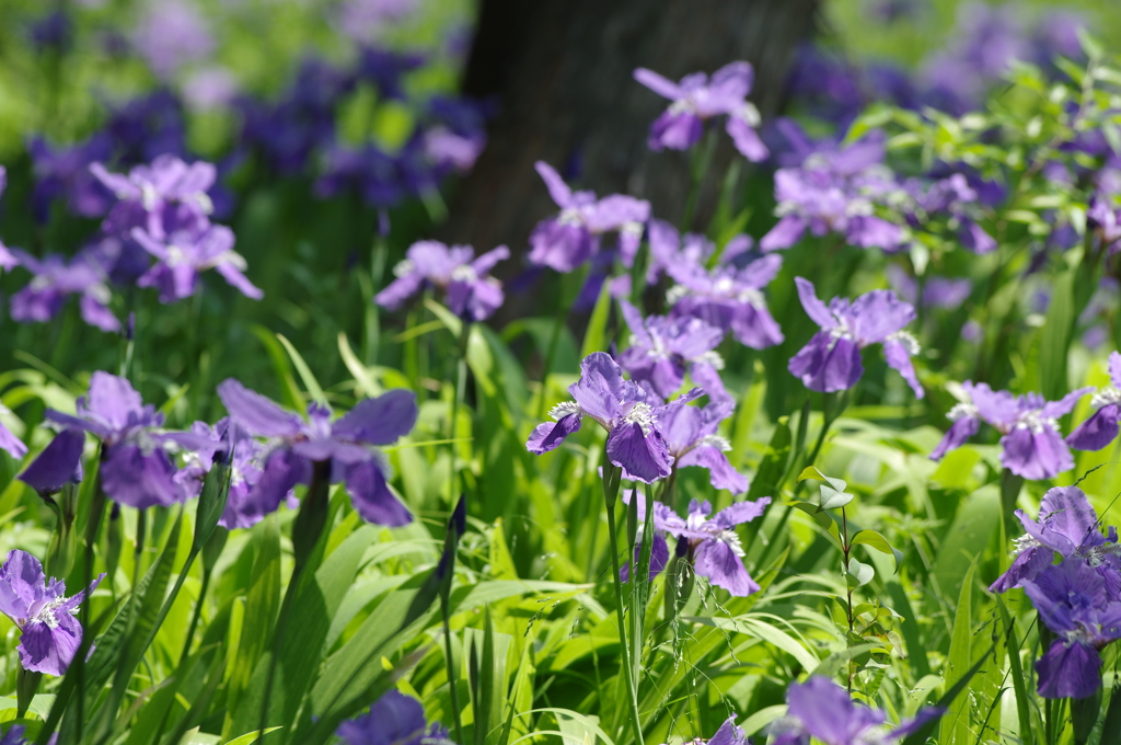 「一初」といふ花　５　　/　これにて終了☆彡