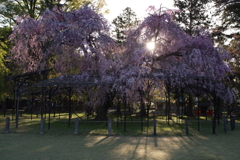 斎王桜