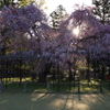 斎王桜