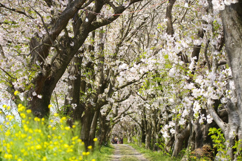 桜並木