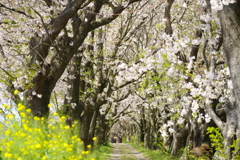 桜並木