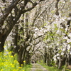 桜並木