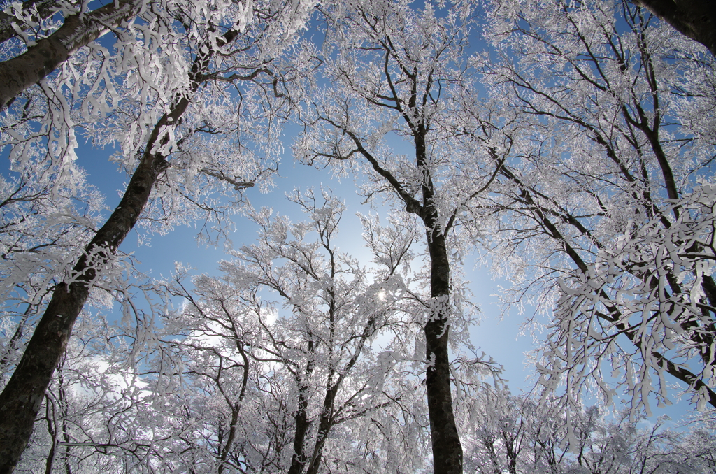 透き通る、氷雪の森