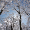 透き通る、氷雪の森